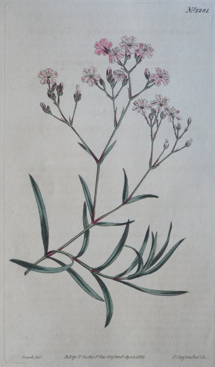 Print - No. 1281 (Gypsophila Prostrata. Trailing Gypsophila.) - Sansom